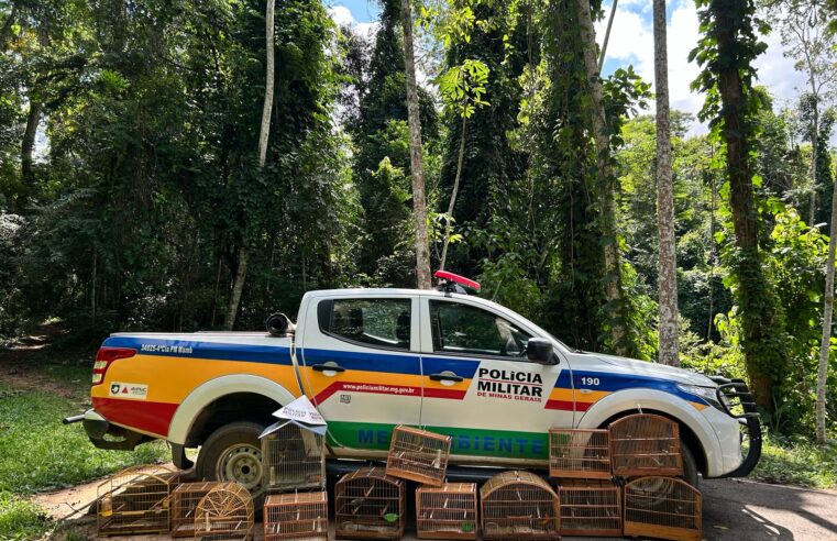 PM apreende pássaros em cativeiro em Viçosa