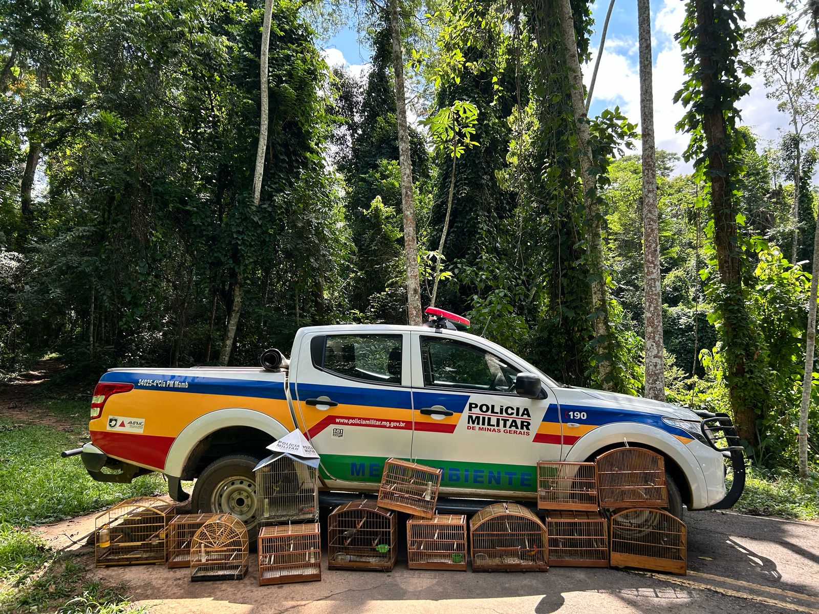 PM apreende pássaros em cativeiro em Viçosa