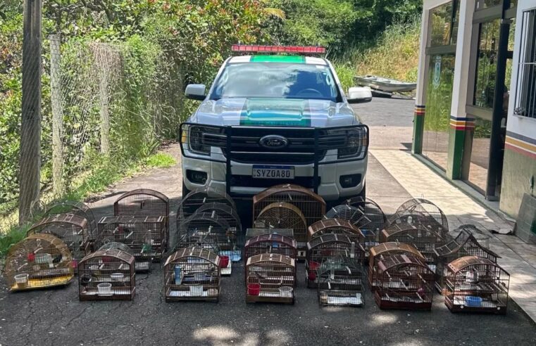 Região: Mais de 30 aves silvestres foram apreendidas em Muriaé