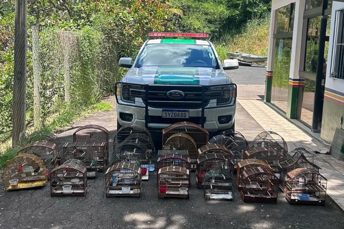 Região: Mais de 30 aves silvestres foram apreendidas em Muriaé