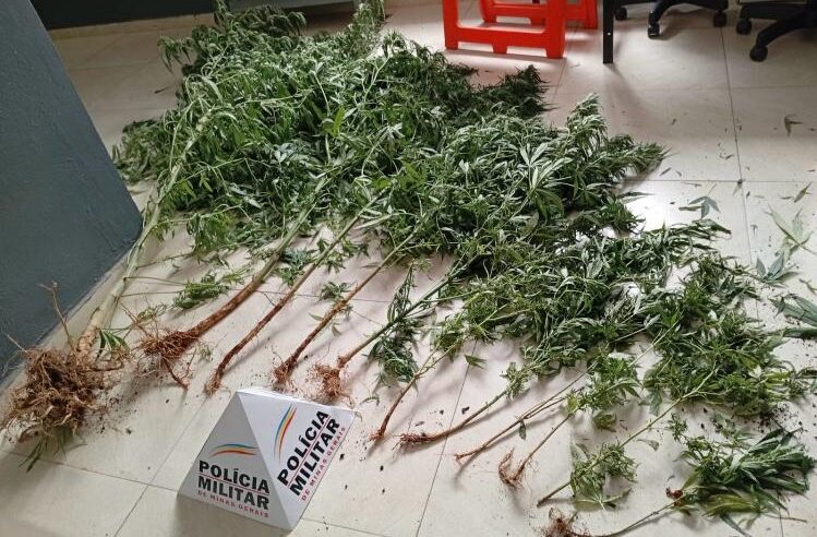 Homem é preso por cultivo de maconha em Teixeiras