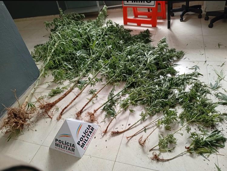 Homem é preso por cultivo de maconha em Teixeiras