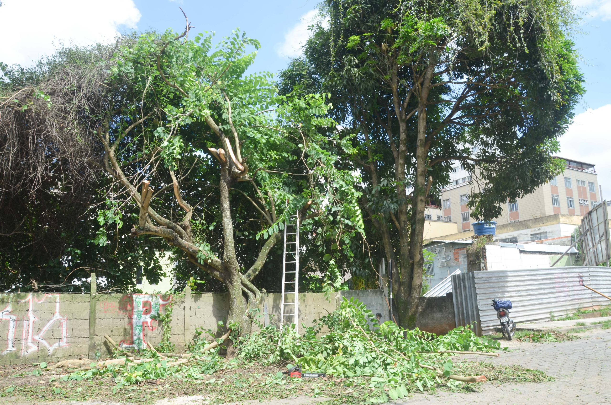 Prefeitura realiza poda de árvores na rua dos Estudantes, em Viçosa