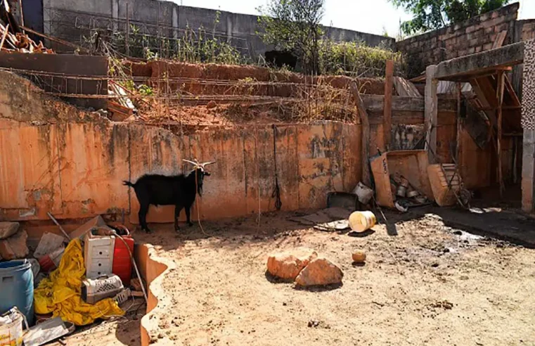 Manter animal acorrentado passa a ser proibido em Minas; multas chegam a R$ 5 mil