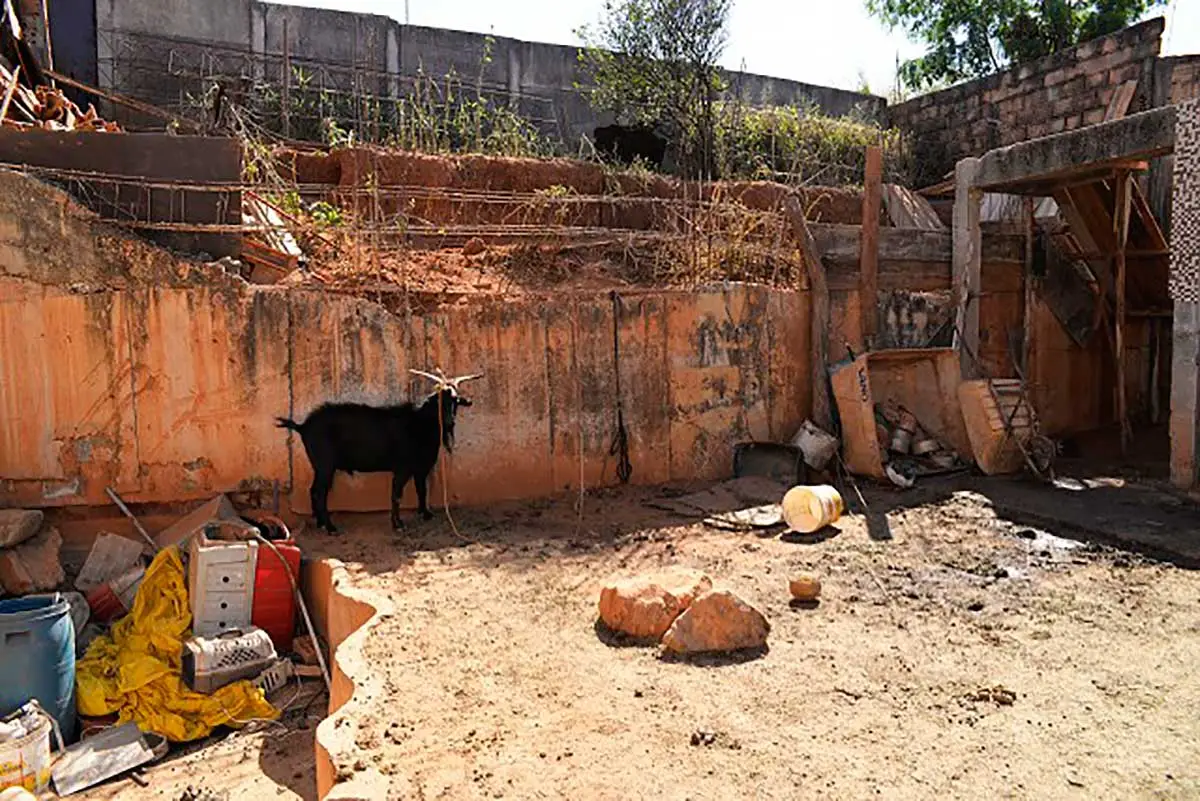 Manter animal acorrentado passa a ser proibido em Minas; multas chegam a R$ 5 mil