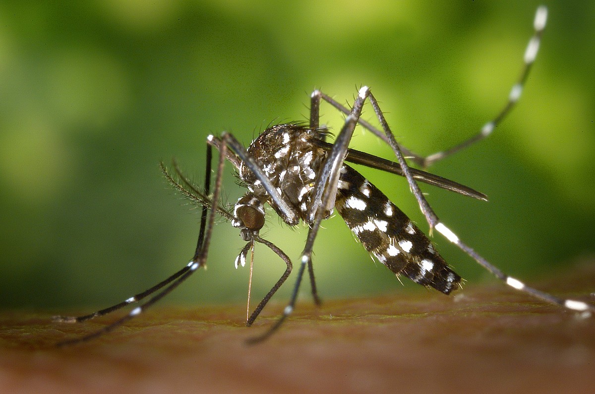 Prefeitura de Viçosa divulga dados sobre avanço da dengue no município