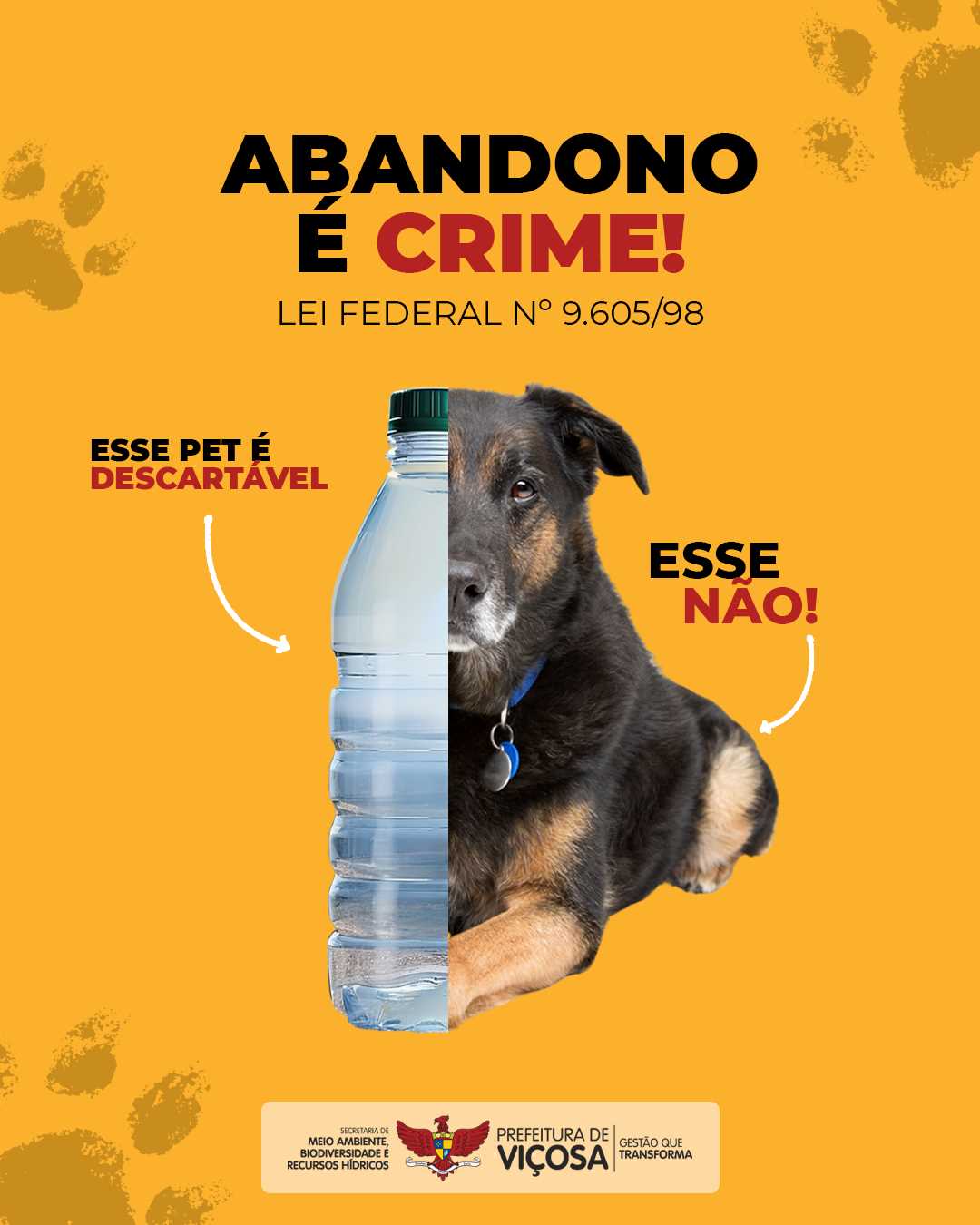 Prefeitura de Viçosa reforça a importância da adoção responsável de animais de estimação