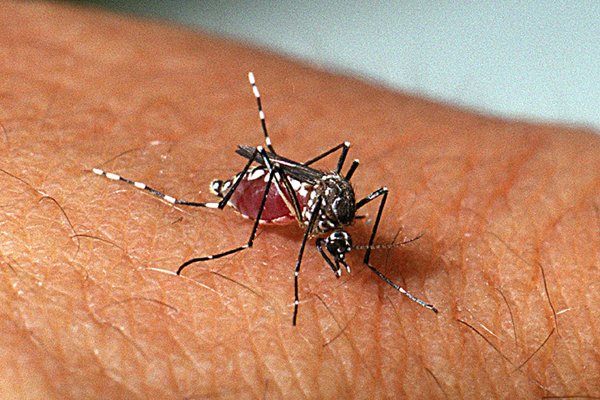 Alerta nas Escolas: Viçosa adota campanha permanente contra o Aedes aegypti