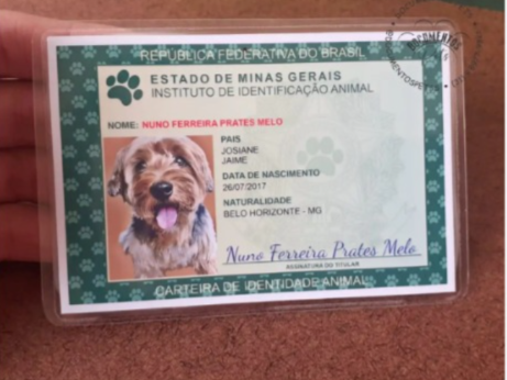 Identidade Animal: Governo lança cadastro nacional para Cães e Gatos