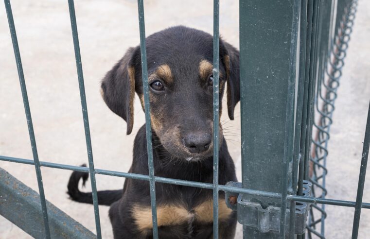 Câmara de Viçosa realiza audiência pública sobre Bem-Estar Animal nesta terça (3)
