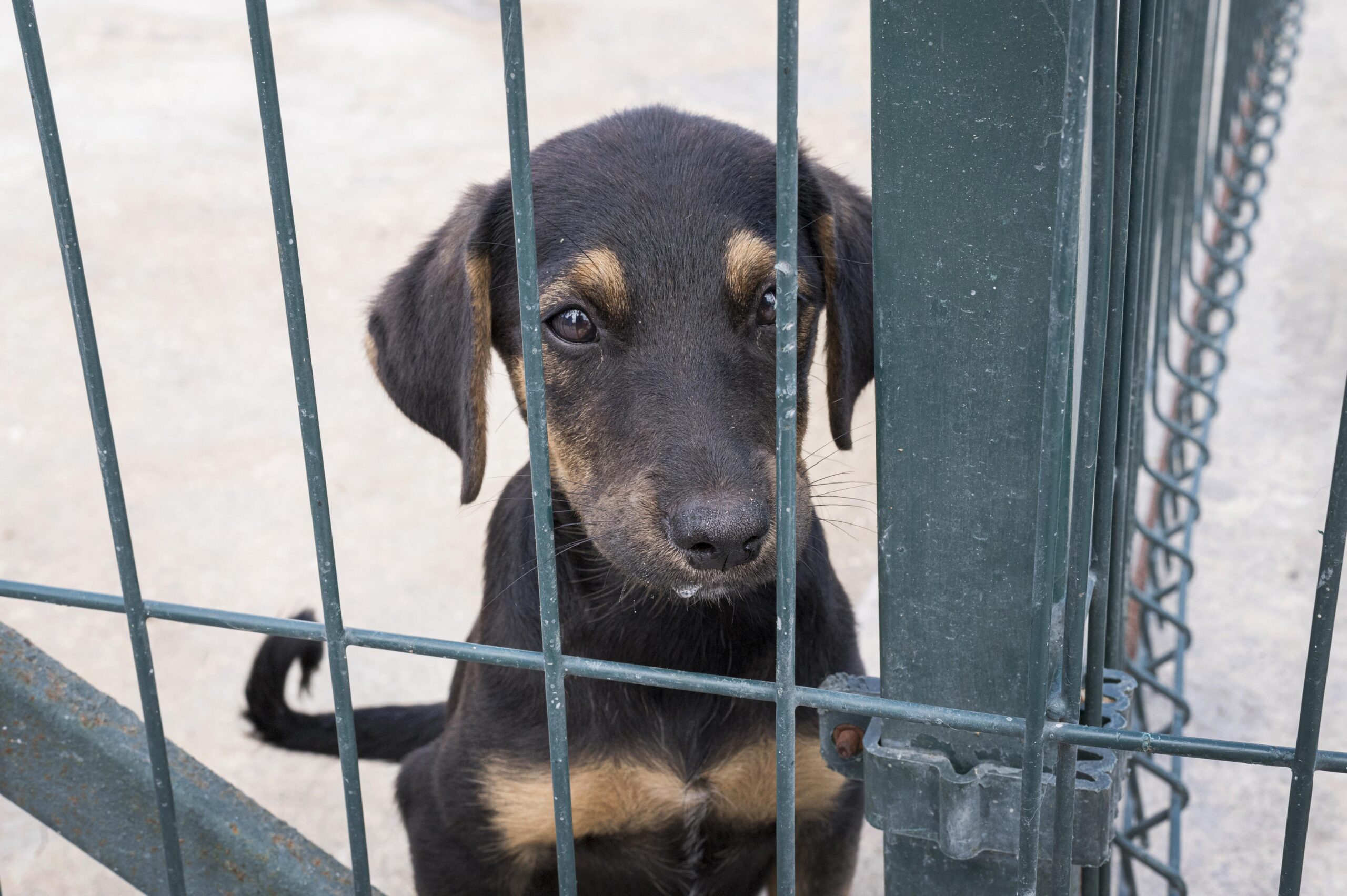 Câmara de Viçosa realiza audiência pública sobre Bem-Estar Animal nesta terça (3)