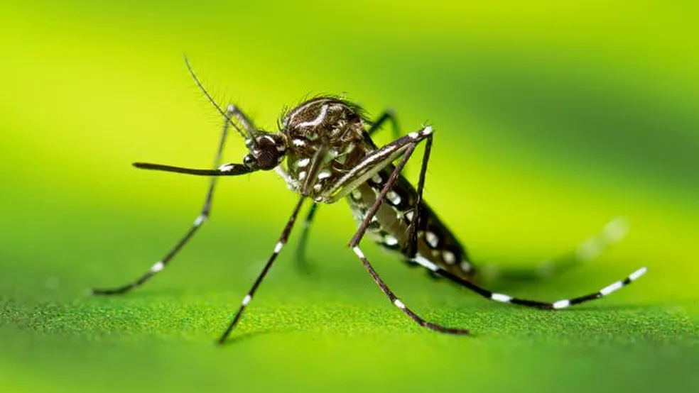 Viçosa confirma novo óbito por dengue em 2025