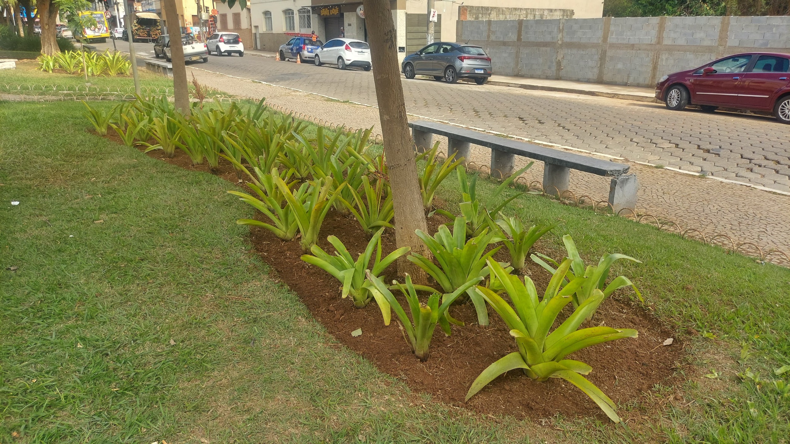 Prefeitura revitaliza jardins da Avenida Santa Rita