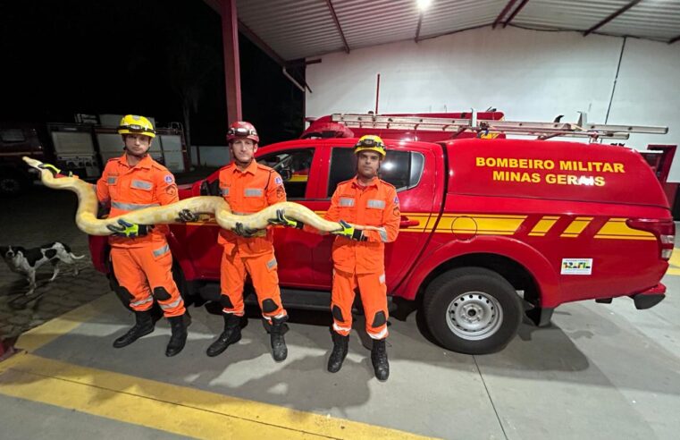 Bombeiros resgatam cobra Píton de 4 metros em Paula Cândido