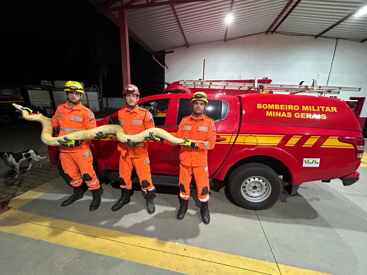 Bombeiros resgatam cobra Píton de 4 metros em Paula Cândido
