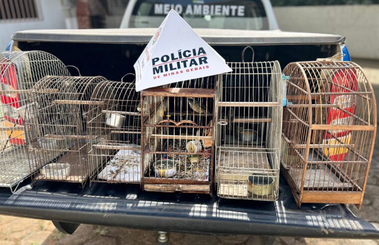 PMMA apreende pássaros silvestres em Viçosa