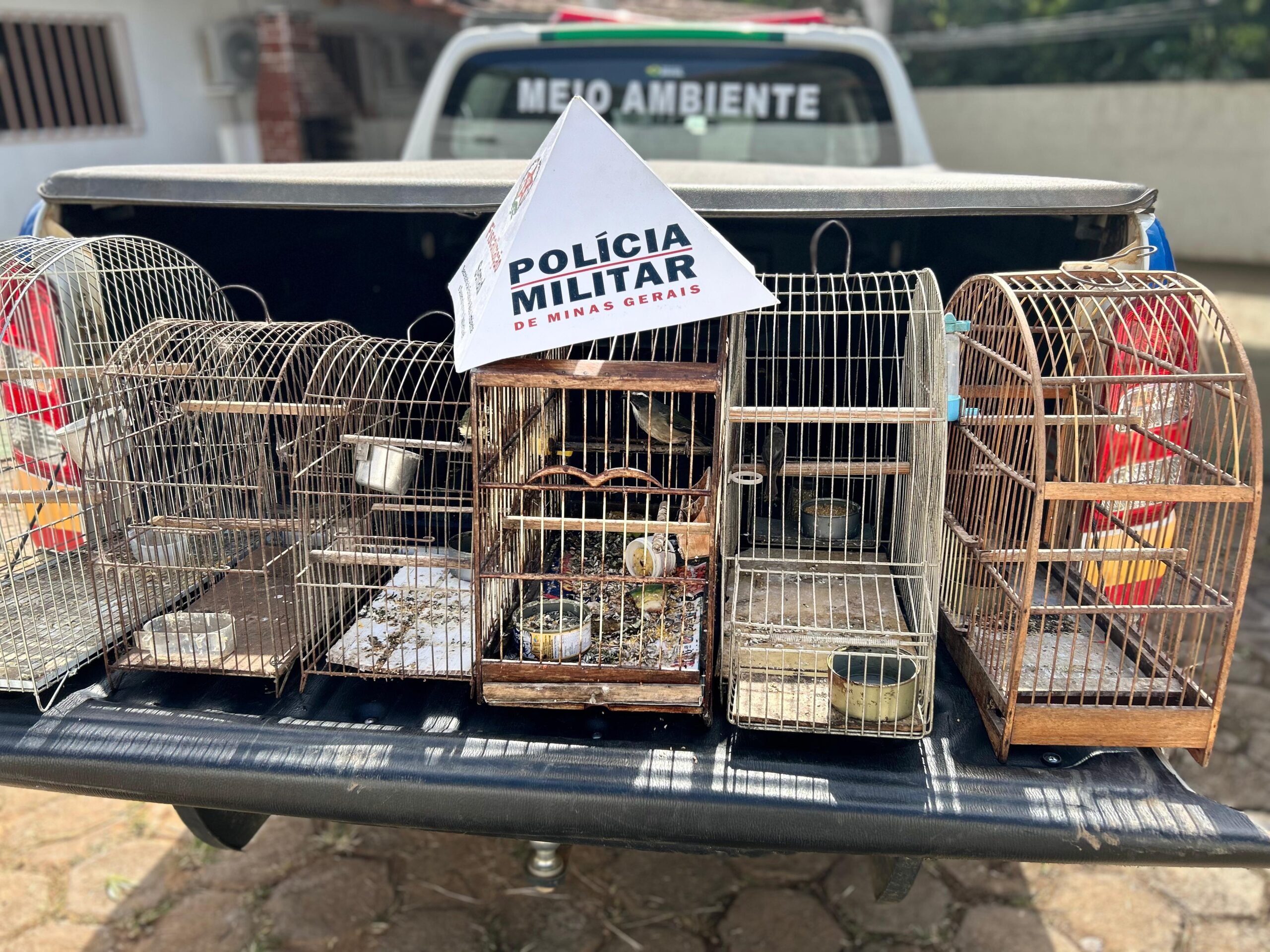 PMMA apreende pássaros silvestres em Viçosa