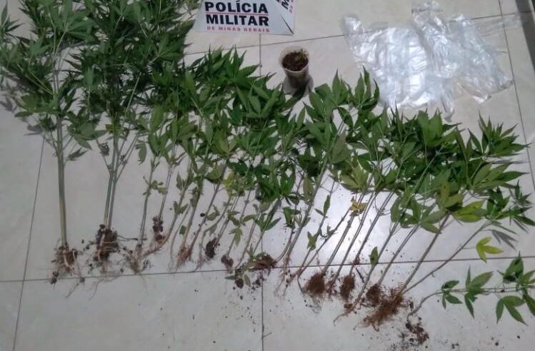 PM apreende 26 pés de maconha em propriedade rural de Teixeiras