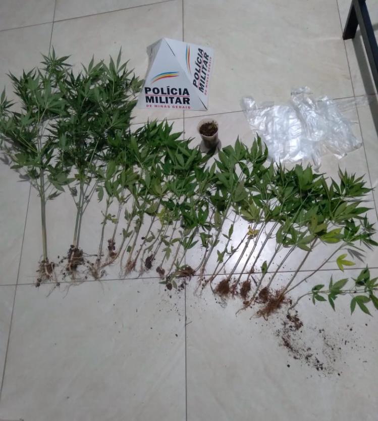 PM apreende 26 pés de maconha em propriedade rural de Teixeiras