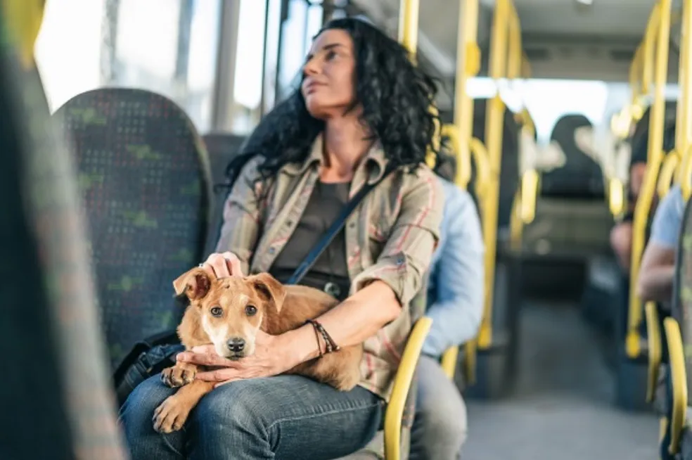 Transporte de cães e gatos em ônibus intermunicipais passa a ser permitido em Minas Gerais