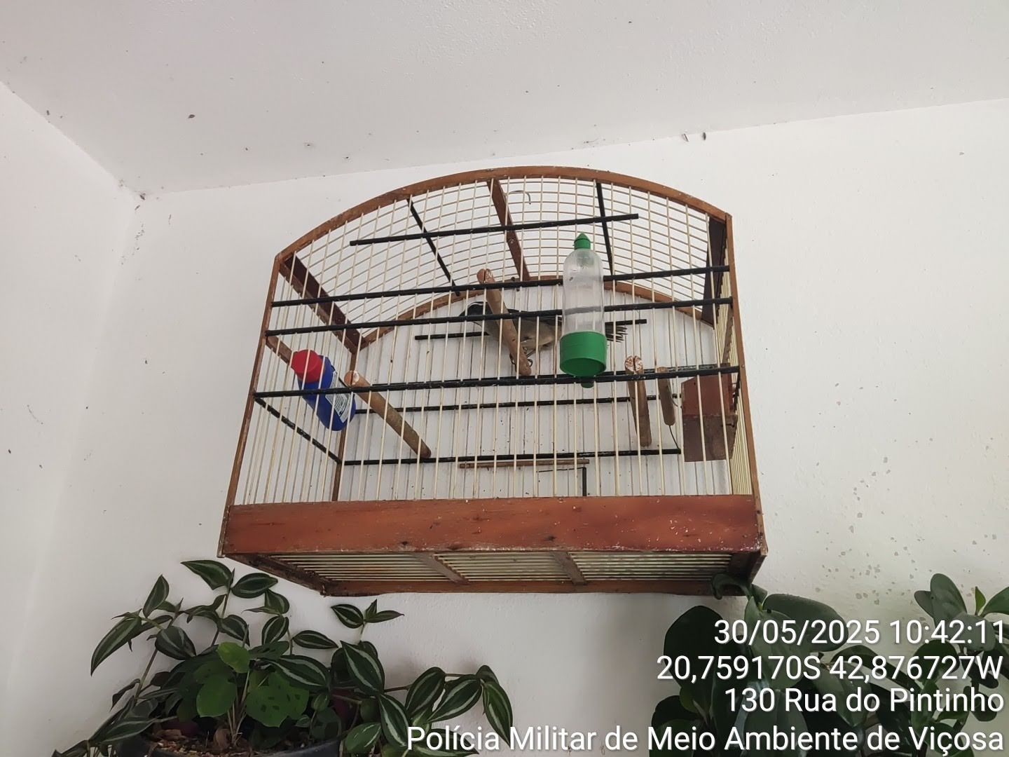 PM de Meio Ambiente apreende aves silvestres em cativeiro, em Viçosa