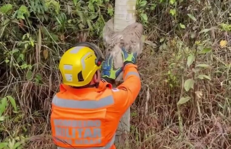 Corpo de Bombeiros de Viçosa Resgata Bicho-Preguiça