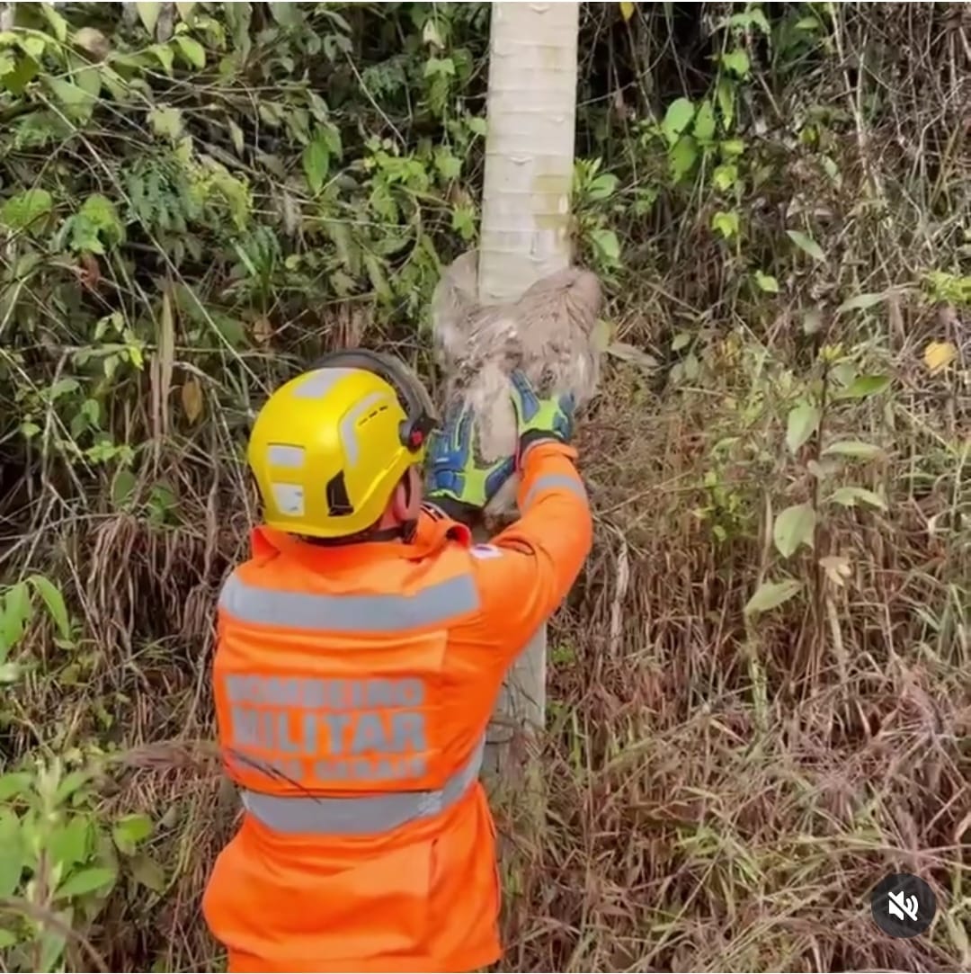 Corpo de Bombeiros de Viçosa Resgata Bicho-Preguiça