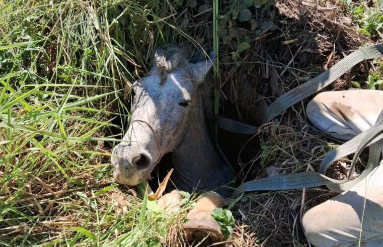 Cavalo é resgatado após ficar preso em buraco às margens da BR-116, em Muriaé
