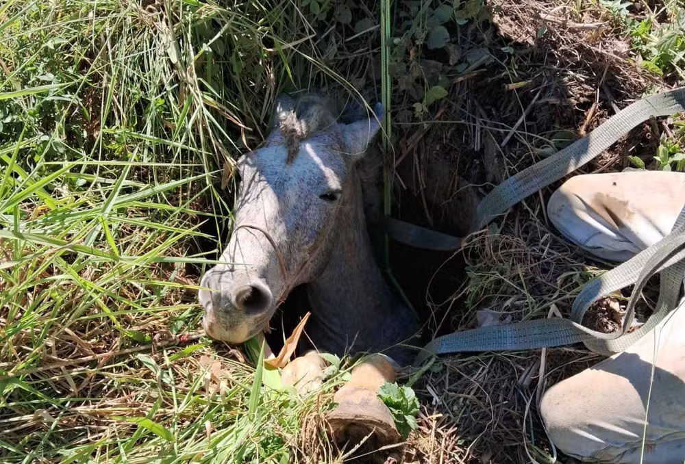 Cavalo é resgatado após ficar preso em buraco às margens da BR-116, em Muriaé