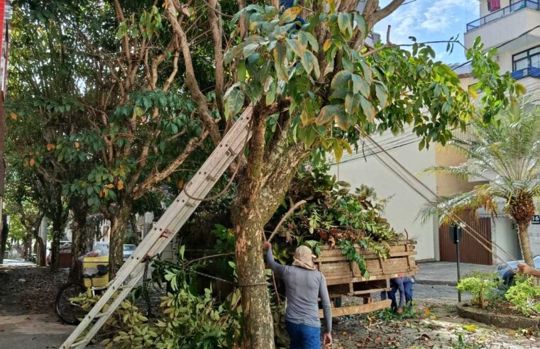 Prefeitura de Viçosa segue poda de árvores em diversos bairros