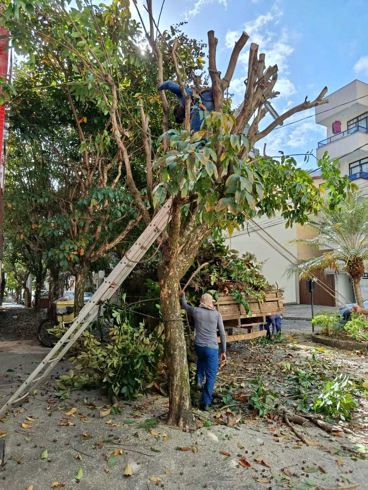 Prefeitura de Viçosa segue poda de árvores em diversos bairros