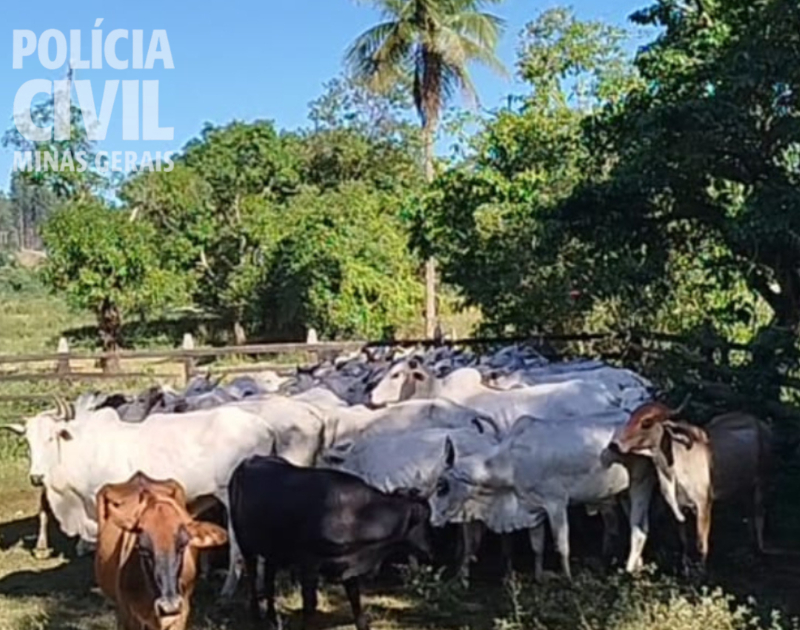 PCMG prende suspeitos por lavagem de dinheiro e tráfico de drogas em Ubá