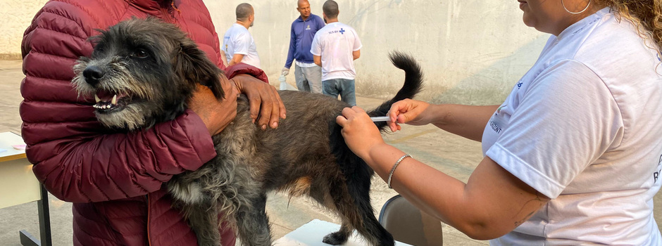Minas Gerais inicia Campanha de vacinação contra a raiva em cães e gatos
