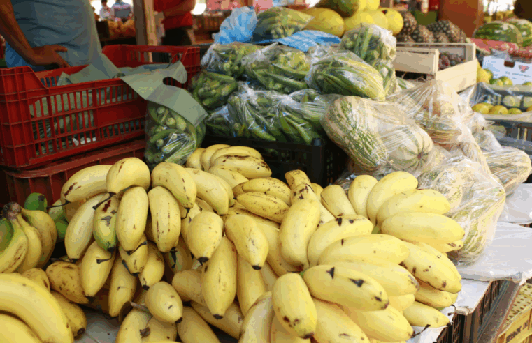 Executivo propõe nova Política Municipal de Segurança Alimentar e Nutricional Sustentável