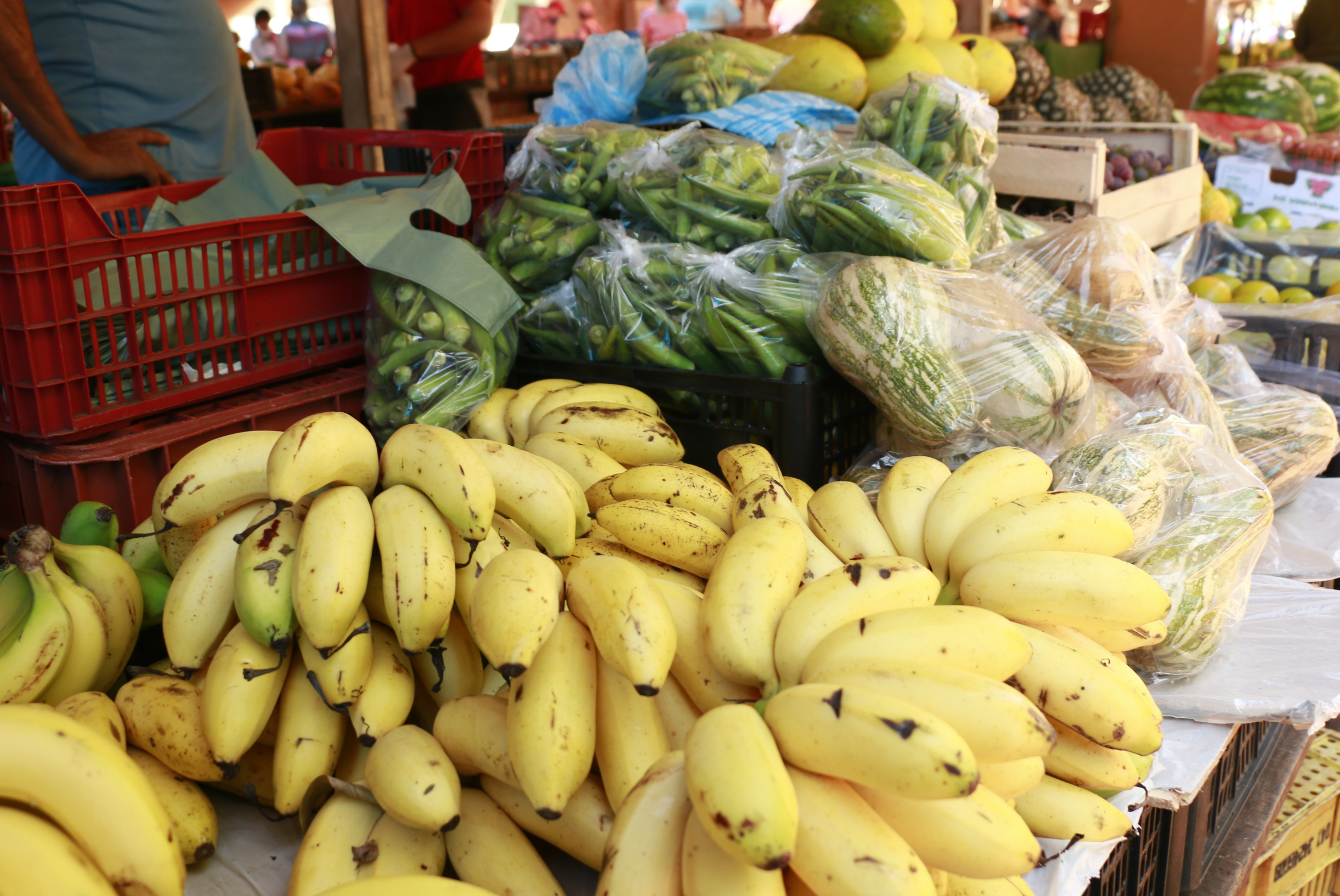 Executivo propõe nova Política Municipal de Segurança Alimentar e Nutricional Sustentável