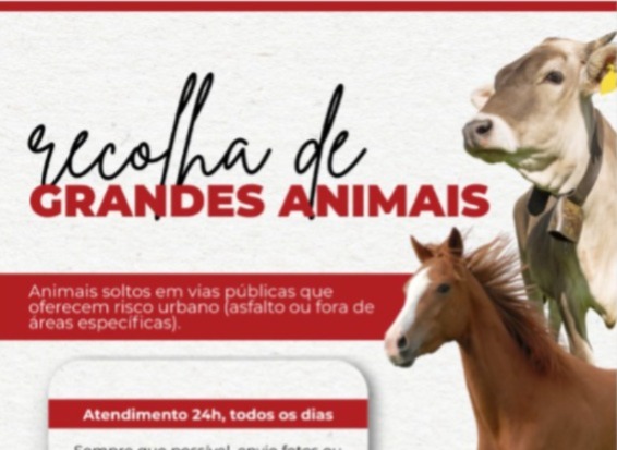 PMV implementa serviço de recolha de animais em vias públicas, em Viçosa