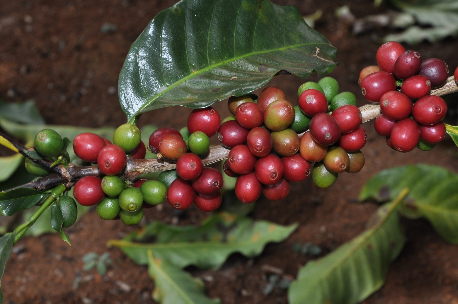Exportações do agro mineiro mantêm crescimento e alcançam US$ 12,8 bilhões