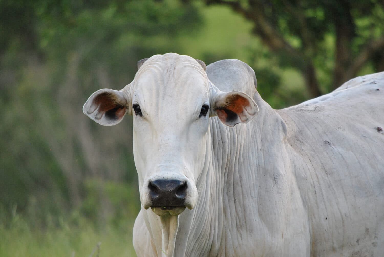 Viçosa mantém serviço 24h para recolhimento de animais de médio e grande porte
