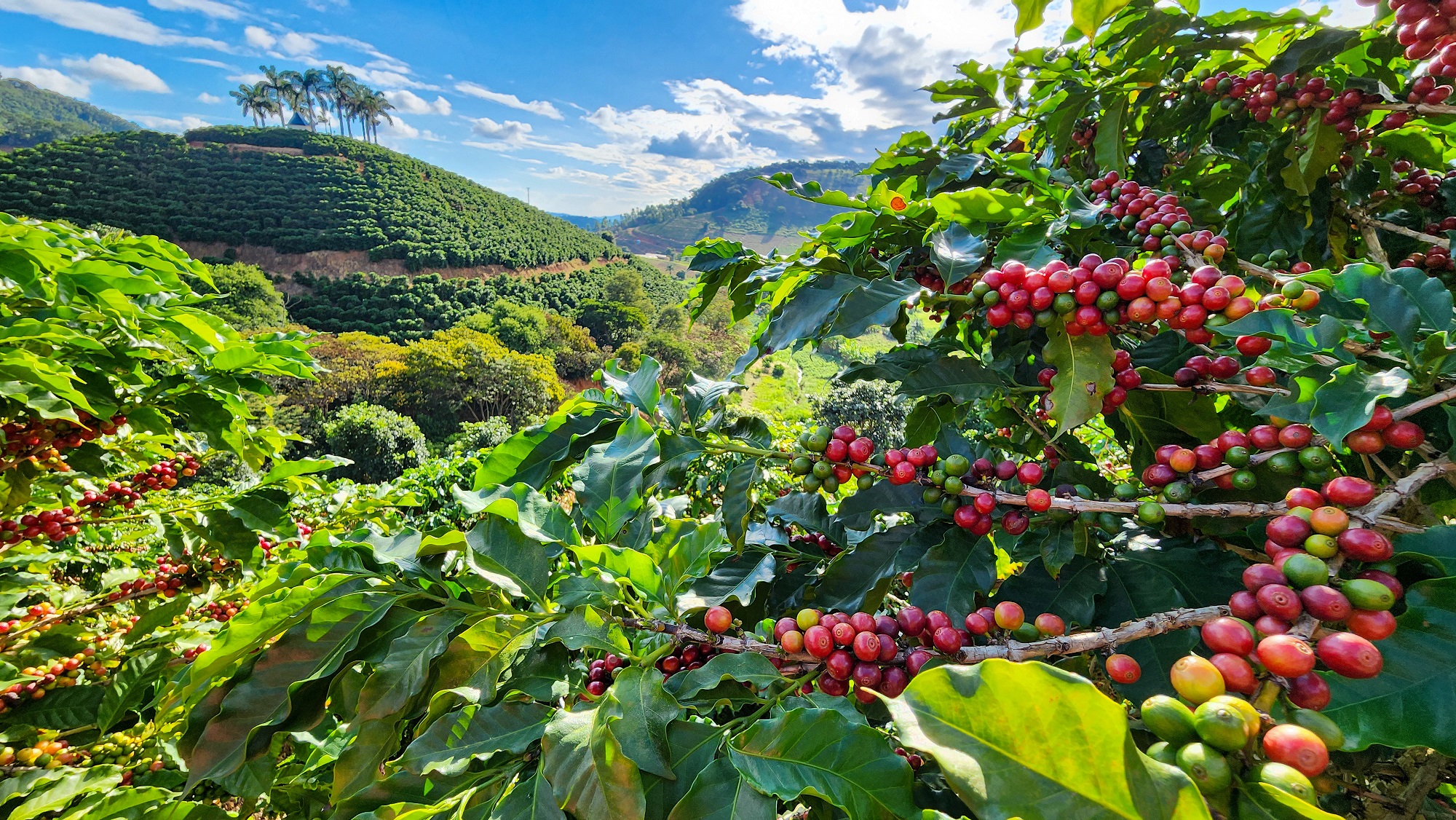 Últimos dias para inscrição no Concurso de Qualidade dos Cafés de Minas Gerais