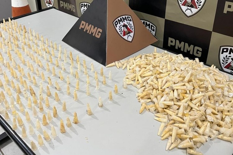 Polícia Militar apreende mais de mil pinos de cocaína em terreno no bairro Gaspar