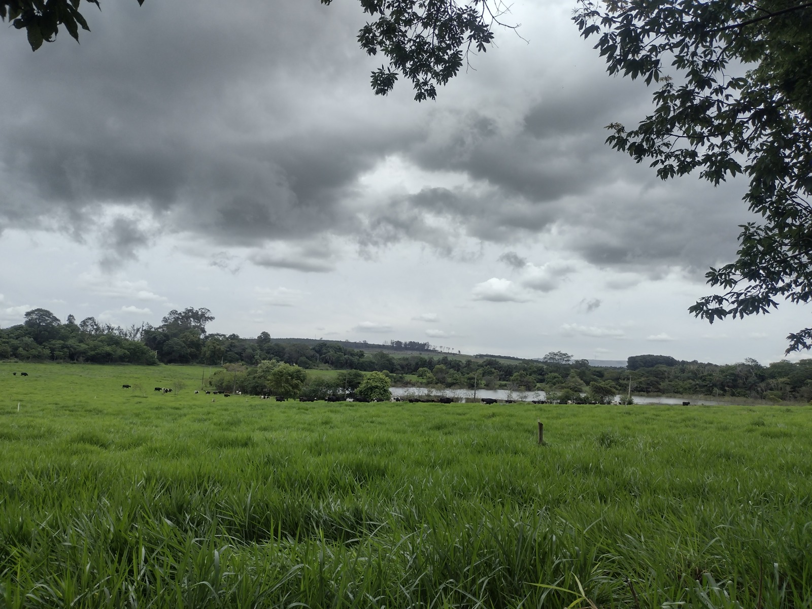 Epamig orienta sobre planejamento forrageiro no período de chuvas