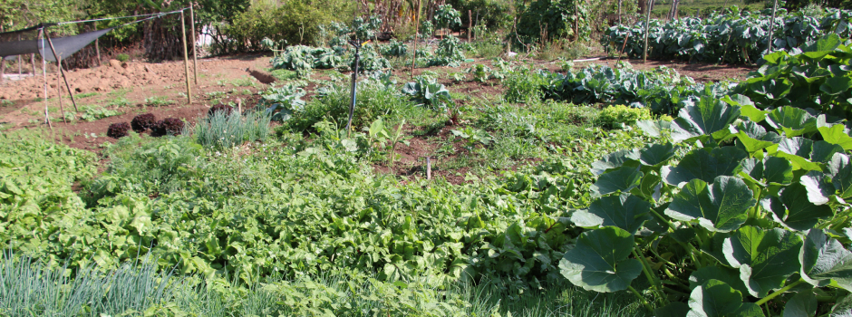 Hortas circulares são alternativa de renda para agricultores familiares em Minas Gerais