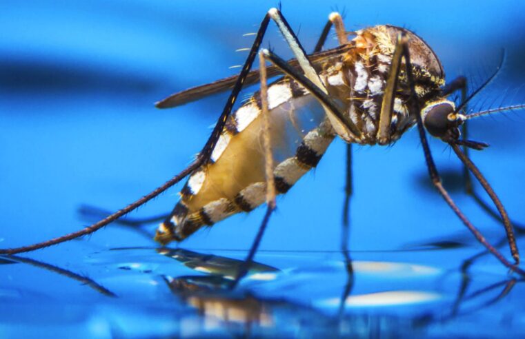 Jornada Mineira de Arboviroses acontece em Viçosa para preparar municípios do Leste do Sul