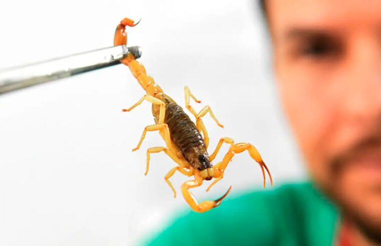 Prefeitura de Viçosa reforça orientações para prevenir acidentes com escorpiões