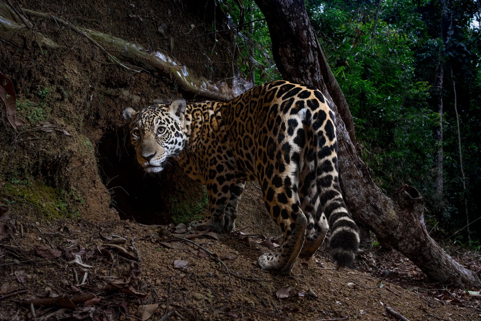 Onça-pintada registrada no Parque Estadual do Rio Doce ganha destaque na National Geographic
