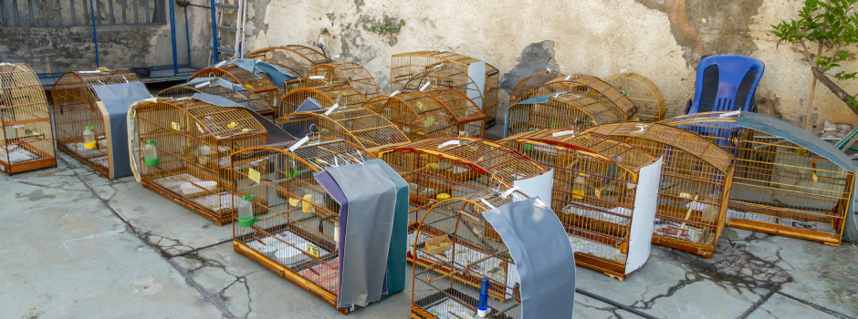 Operação Libertas resgata 337 animais em Minas com participação da Semad