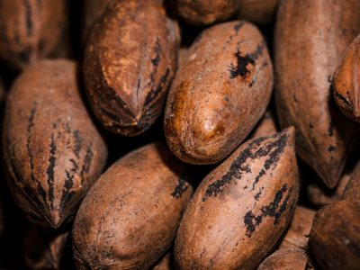 UFV discute parcerias para impulsionar cultivo sustentável do cacau na Zona da Mata e no Norte de Minas Gerais