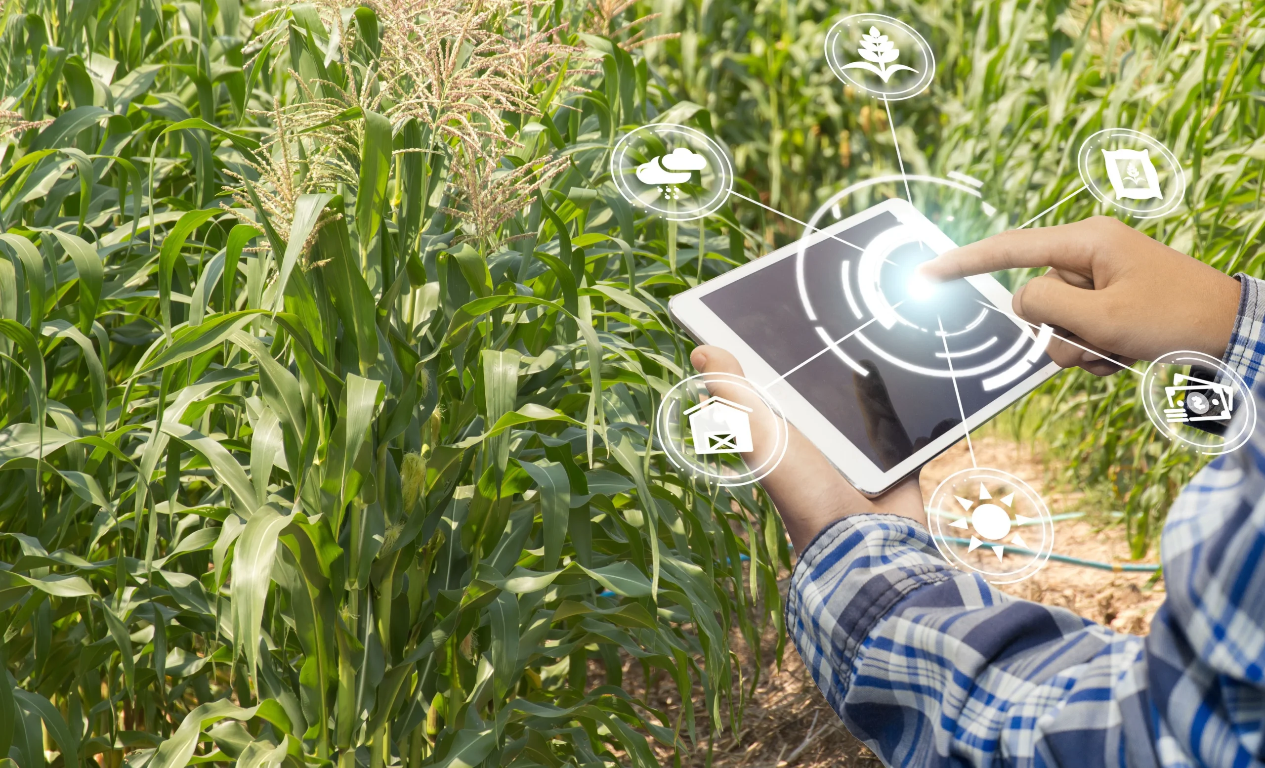 Dia de Campo em Viçosa reúne tecnologias para o agronegócio