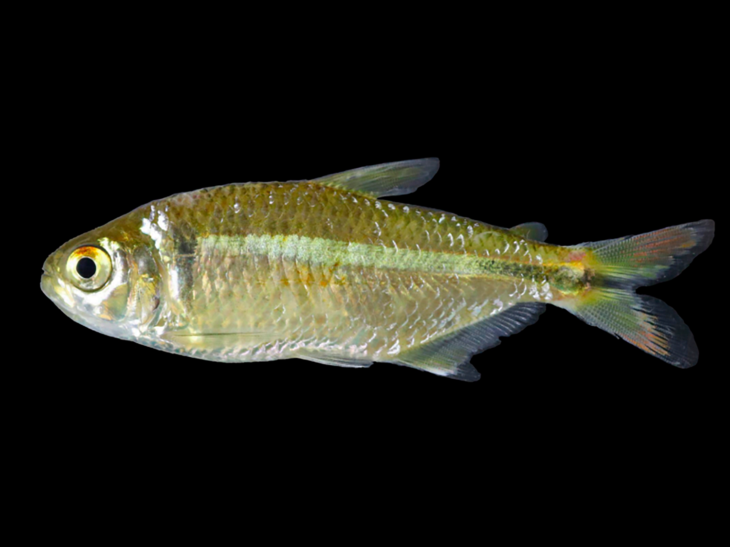 UFV descobre nova espécie de lambari endêmica na microrregião de Viçosa