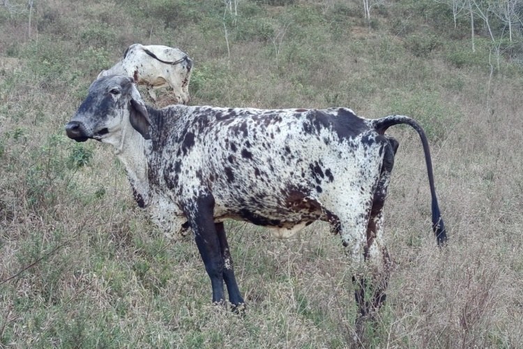 Operação “Boi na Linha” apreende gado, armas e munições na Zona da Mata